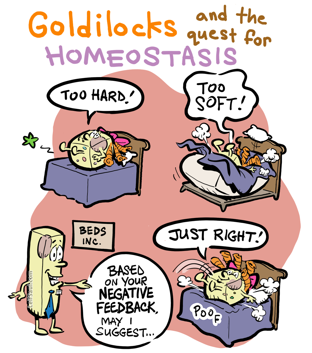 Goldilocks and the quest for homeostasis