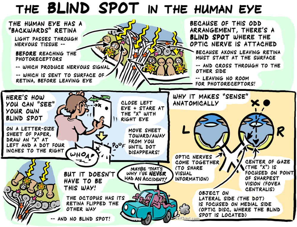 The blind spot in the human eye