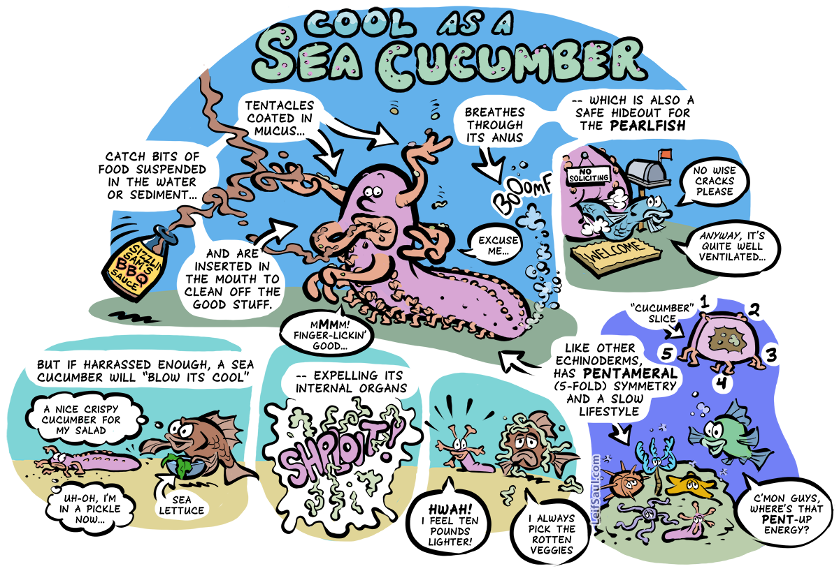 Cool as a sea cucumber
