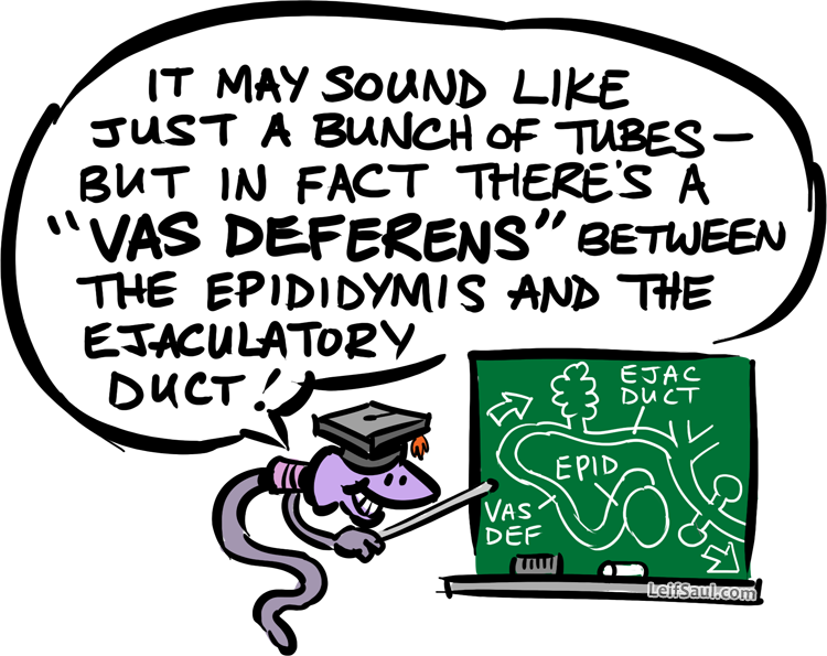 vas deferens mnemonic with Prof. Sperm at the chalkboard