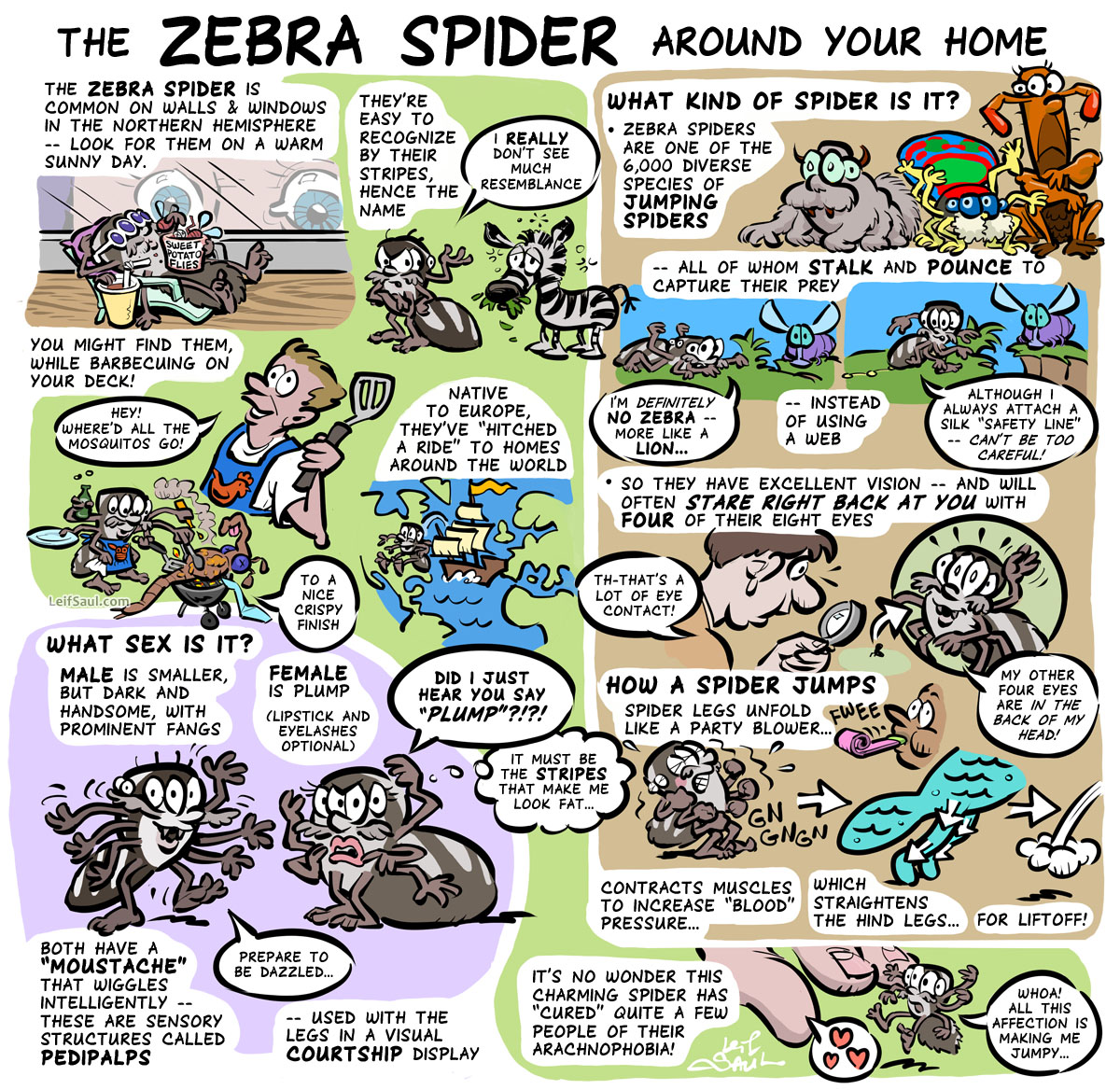 The zebra spider around your home